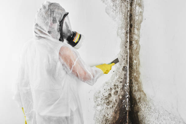Trusted Cinco Ranch, TX Mold Removal Experts